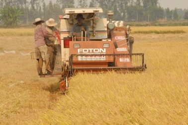 Tổn thất 13.700 tỷ đồng mỗi năm sau thu hoạch