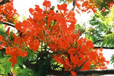 Mùa hạ ấy, xa rồi