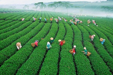 Nữ doanh nhân bỏ phố về quê lập nghiệp với nương rẫy gắn liền tuổi thơ