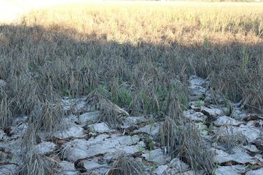 Những giọt nước nghĩa tình tại vùng hạn mặn khắc nghiệt lịch sử