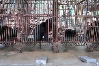 Chuyển toàn bộ gấu nuôi từ Quảng Ninh về Tam Đảo