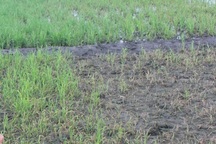 Nông dân điêu đứng vì lúa chết non