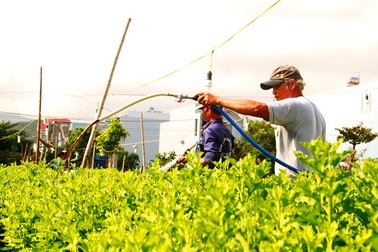 Bình Định: Thấp thỏm mùa hoa cúc Tết