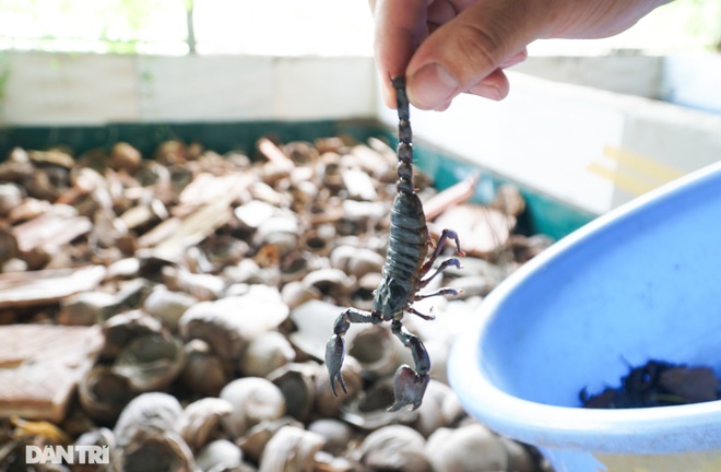Nuôi toàn con độc lạ, chàng trai xứ Thanh thu lãi tiền tỷ mỗi năm - 6 Nuôi toàn con độc lạ, chàng trai xứ Thanh thu lãi tiền tỷ mỗi năm - 6