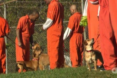 Nhà tù cho phép phạm nhân làm bạn 24/7 với chó