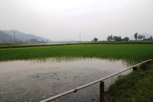 Người dân hoang mang sau cơn mưa “lạ”