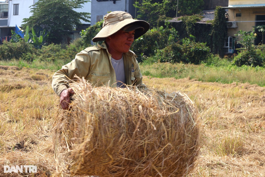 Đội nắng chạy khắp đồng gom thứ bỏ đi giúp nông dân thu tiền triệu mỗi ngày - 3