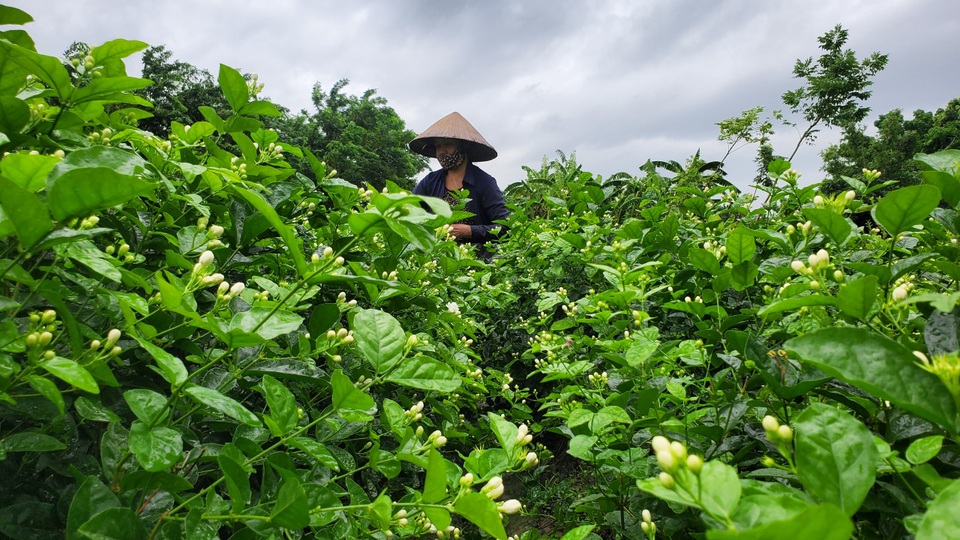 Thu hàng chục triệu đồng/vụ từ thứ hoa chẳng thơm cũng thể... - 4 Thu hàng chục triệu đồng/vụ từ thứ hoa chẳng thơm cũng thể... - 4