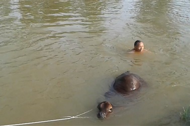 Xem cảnh nhiều người vật lộn giải cứu con bê dưới dòng kênh