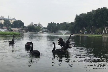 Đàn thiên nga được chuyển sang hồ Thiền Quang