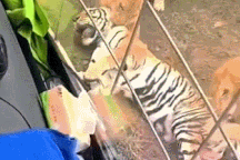 Sốc khoảnh khắc hổ bị bầy sư tử bao vây, cắn chết