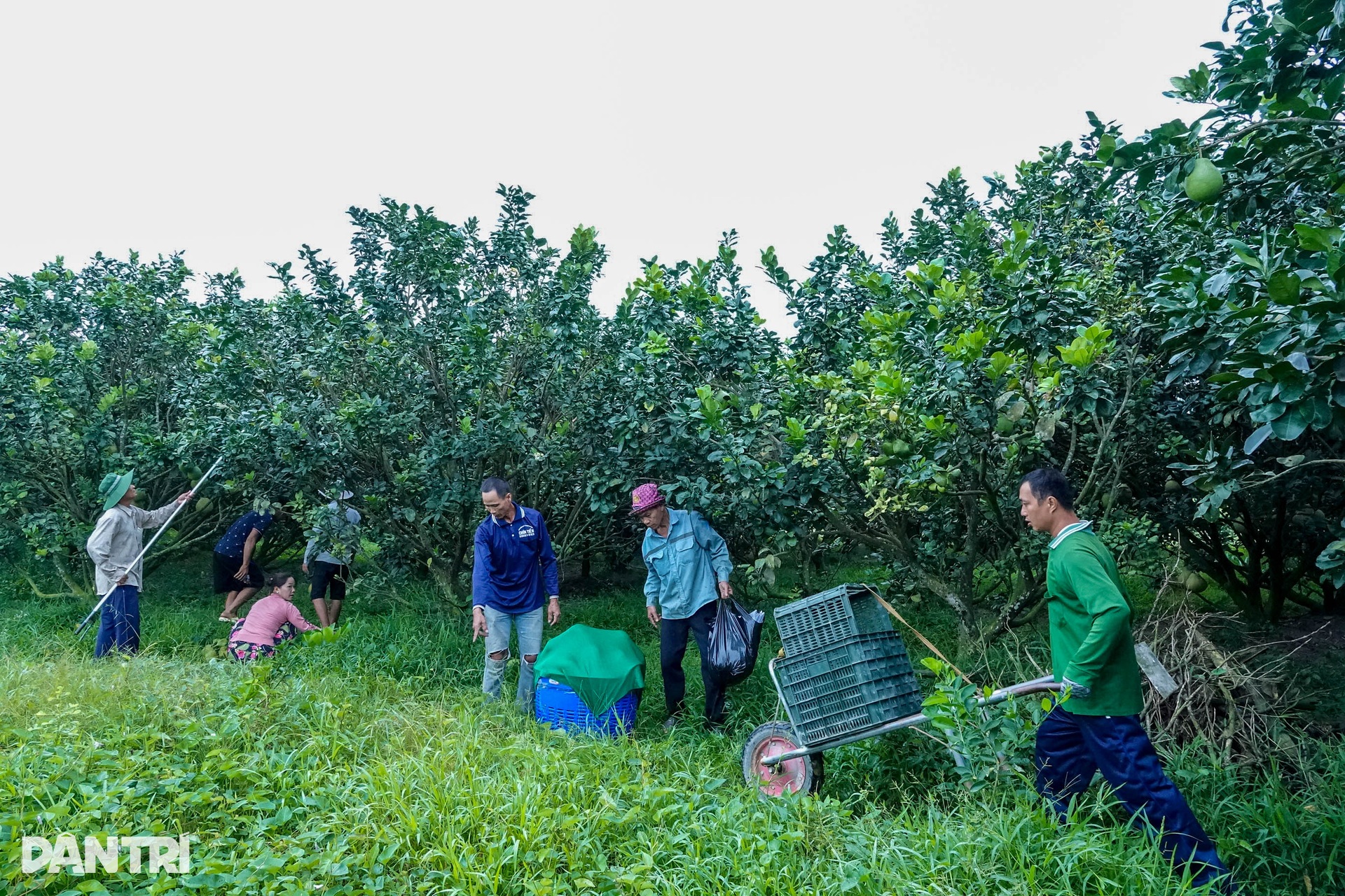 Xoài linh vật rắn, bưởi tài lộc, giá bán cao gấp chục lần vẫn cháy hàng - 4 Xoài linh vật rắn, bưởi tài lộc, giá bán cao gấp chục lần vẫn cháy hàng - 4