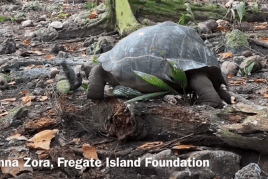 Sốc với cảnh rùa tấn công, nuốt sống con chim