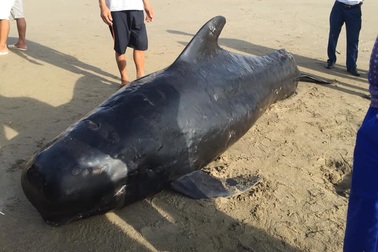 Xác cá voi nặng 1 tấn dạt vào biển Hà Tĩnh