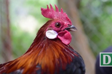 Cận cảnh đàn gà rừng quý hiếm giá bạc triệu ở Hà Nội