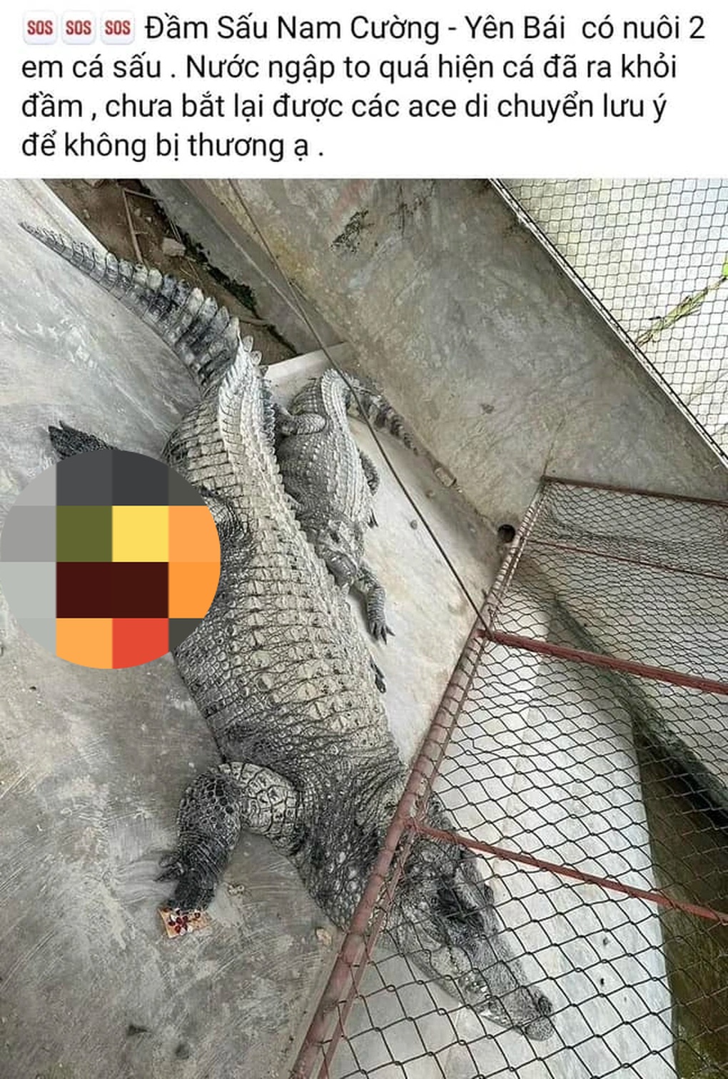 Xác minh tin 2 con cá sấu nặng hơn 100kg lang thang trong lũ ở Yên Bái - 1 Xác minh tin 2 con cá sấu nặng hơn 100kg lang thang trong lũ ở Yên Bái - 1