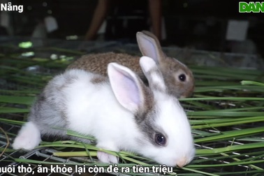 Nuôi loài lông trắng, dáng xinh, ăn khỏe đẻ tiền triệu