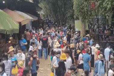 Đông nghịt du khách đi ngắm cá thần ở Thanh Hóa