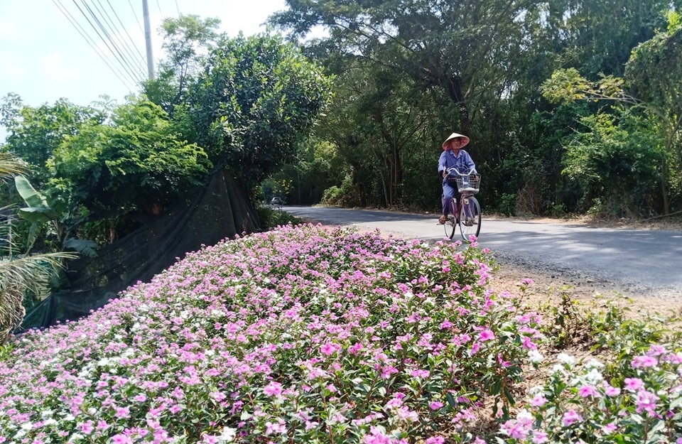 Ngất ngây với cánh đồng hoa dừa cạn ở An Giang - 17 Ngất ngây với cánh đồng hoa dừa cạn ở An Giang - 17