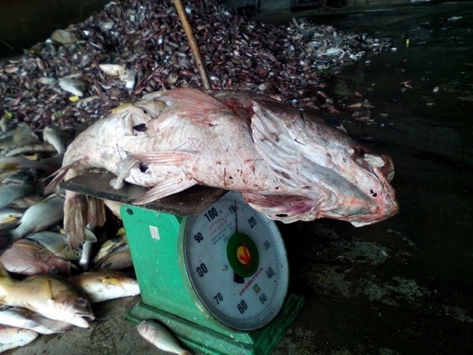 cá chết trắng biển, miền Trung, nước nhiễm độc, Vũng Áng, cá chết bất thường