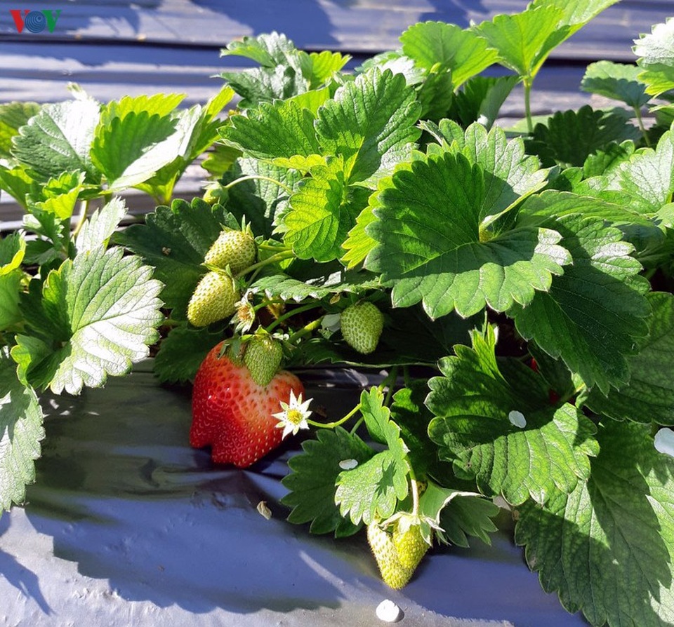 Mộc Châu đẹp ngỡ ngàng những ngày cuối năm - 7