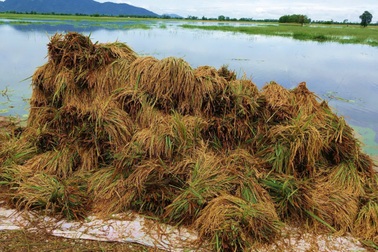 "Canh bạc" của nông dân ngoài đê bao mùa lũ