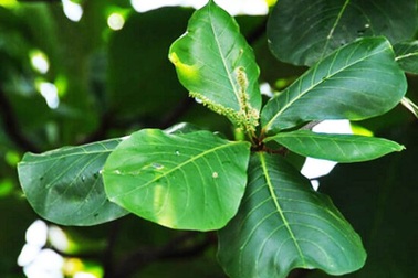 Hết lá khô 1.000 đồng, đến lượt lá bàng tươi được "hét giá" 100.000 đồng/kg