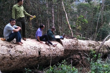 Nhiều chủ rừng kê thêm diện tích để nhận tiền dịch vụ rừng