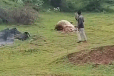 Nổi bật tuần qua: Người đàn ông liều lĩnh tiếp cận sư tử để quay phim