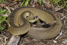 Phát hiện rắn đuôi chuông đột biến cực hiếm gặp ở Mỹ