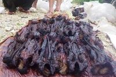 Khởi tố 2 đối tượng sát hại và vận chuyển trái phép 12 cá thể linh trưởng