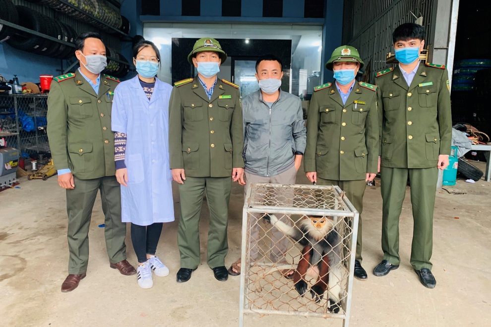 Thấy voọc quý hiếm bị bắt, người đàn ông mua về bàn giao cho kiểm lâm - 1 Thấy voọc quý hiếm bị bắt, người đàn ông mua về bàn giao cho kiểm lâm - 1