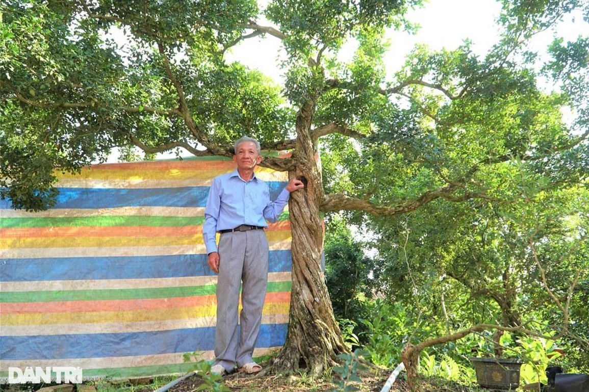 Vườn nguyệt quế cả nghìn cây giá nào cũng không bán của lão nông miền Tây - 1