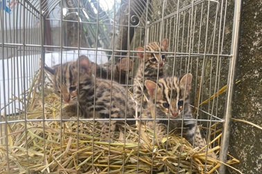 Phát hiện 3 cá thể mèo rừng quý hiếm, người đàn ông mang nộp công an