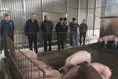 Xuất hiện dịch tả lợn châu Phi tại Việt Nam