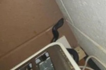 Đi làm bữa sáng, tá hỏa thấy rắn cực độc ẩn náu trong máy nướng bánh mì