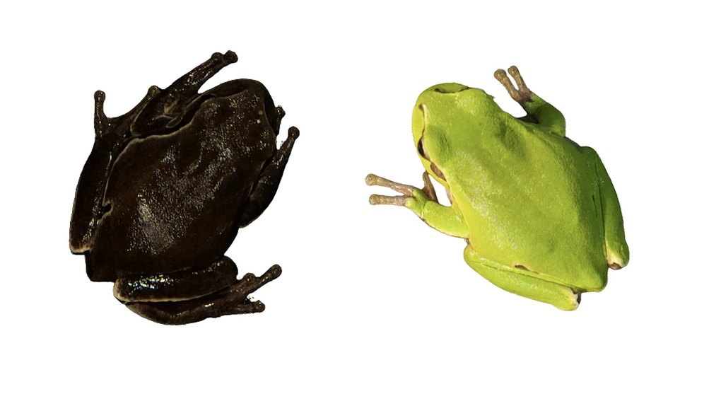 Mystiska egenskaper upptäckta i mögel som hittats i Tjernobyls kärnkraftskatastrofzon - 3 Phát hiện khả năng bí ẩn trong nấm mốc ở vùng thảm họa hạt nhân Chernobyl - 3