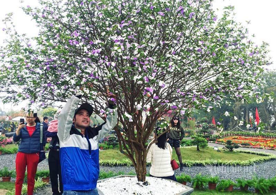 Cây nhài cổ thụ hoa biến đổi màu, đại gia xếp hàng rước về chơi Tết - 4 Cây nhài cổ thụ hoa biến đổi màu, đại gia xếp hàng rước về chơi Tết - 4
