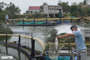Rời Nhật Bản về quê, chàng trai tạo sự khác biệt trong nghề nuôi cá lồng