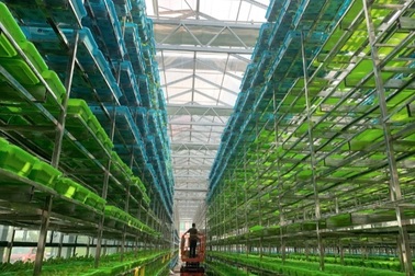 Công nghệ đặc biệt, loạt giàn rau "khủng" 10 tầng, thu hoạch nhiều tấn/ngày