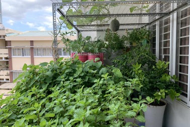 Ban công 3m2 tràn ngập hương thơm của gia đình tại TPHCM