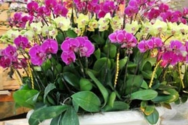 65 triệu một chậu lan, 70 triệu một gốc đào