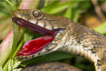 Loài rắn biết cách "hộc máu", đóng kịch giả chết để qua mặt kẻ thù