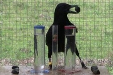 Nhà khoa học phát hiện loại vật thông minh hơn con khỉ