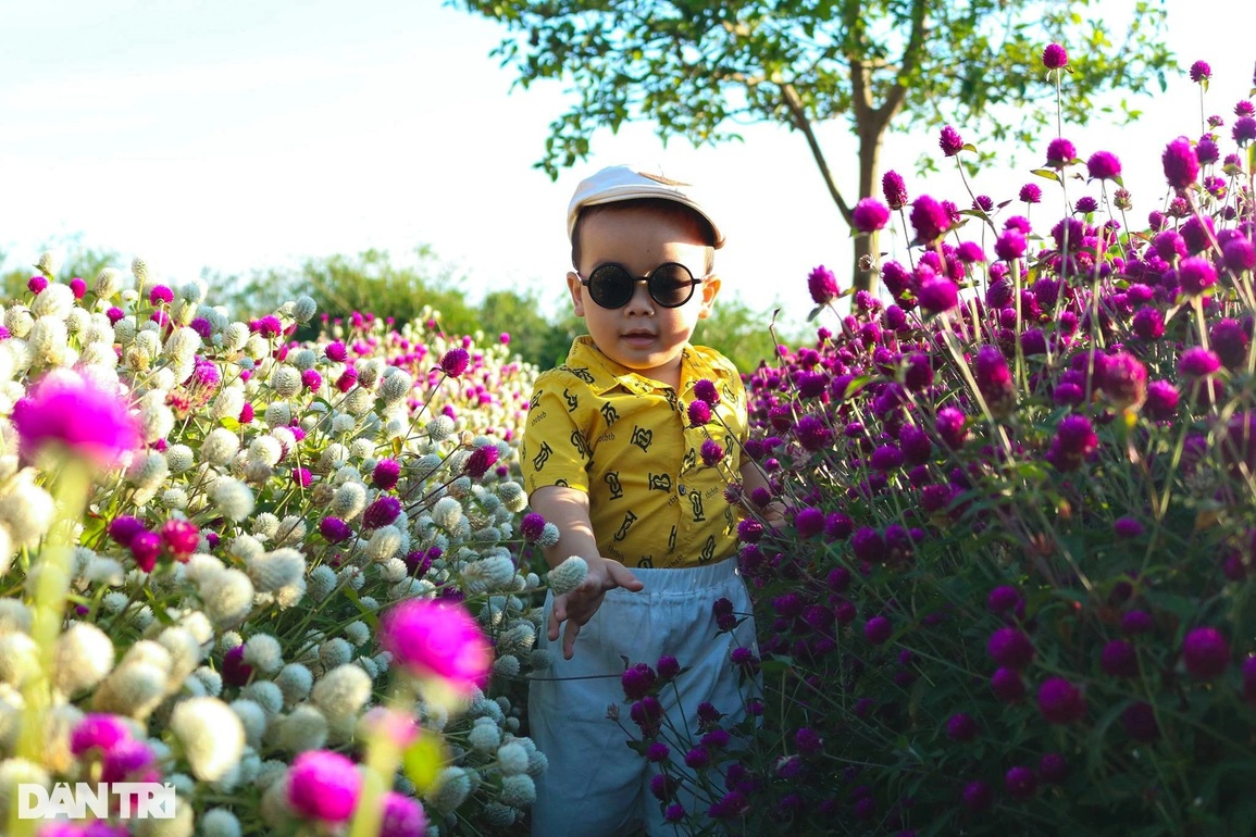Đầu xuân, hoa tam giác mạch, cúc họa mi khoe sắc giữa lòng phố núi - 8 Đầu xuân, hoa tam giác mạch, cúc họa mi khoe sắc giữa lòng phố núi - 8