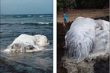 Xác sinh vật khổng lồ bí ẩn trôi dạt vào bờ biển Philipines