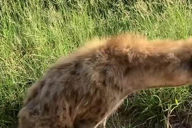 Hình ảnh bi thảm của linh cẩu sau khi bị sư tử tấn công