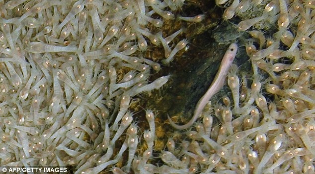 Loài tôm bất tử luộc không chết, có thể tồn tại ở môi trường 450 độ C - 1