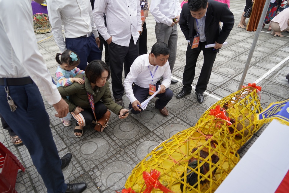 Về vùng cao Tiên Yên xem Hội thi tuyển chọn “Vua gà” - 6 Về vùng cao Tiên Yên xem Hội thi tuyển chọn “Vua gà” - 6