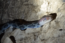 Loài rắn to lớn như trăn, sở hữu chiếc đầu đỏ đáng sợ và bốc mùi khó chịu